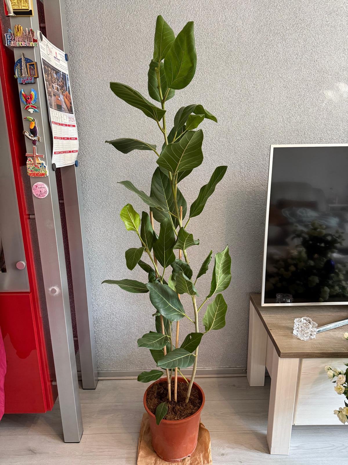 Ficus kamerplant, Huis en Inrichting, Ophalen, Ficus, Halfschaduw, 150 tot 200 cm