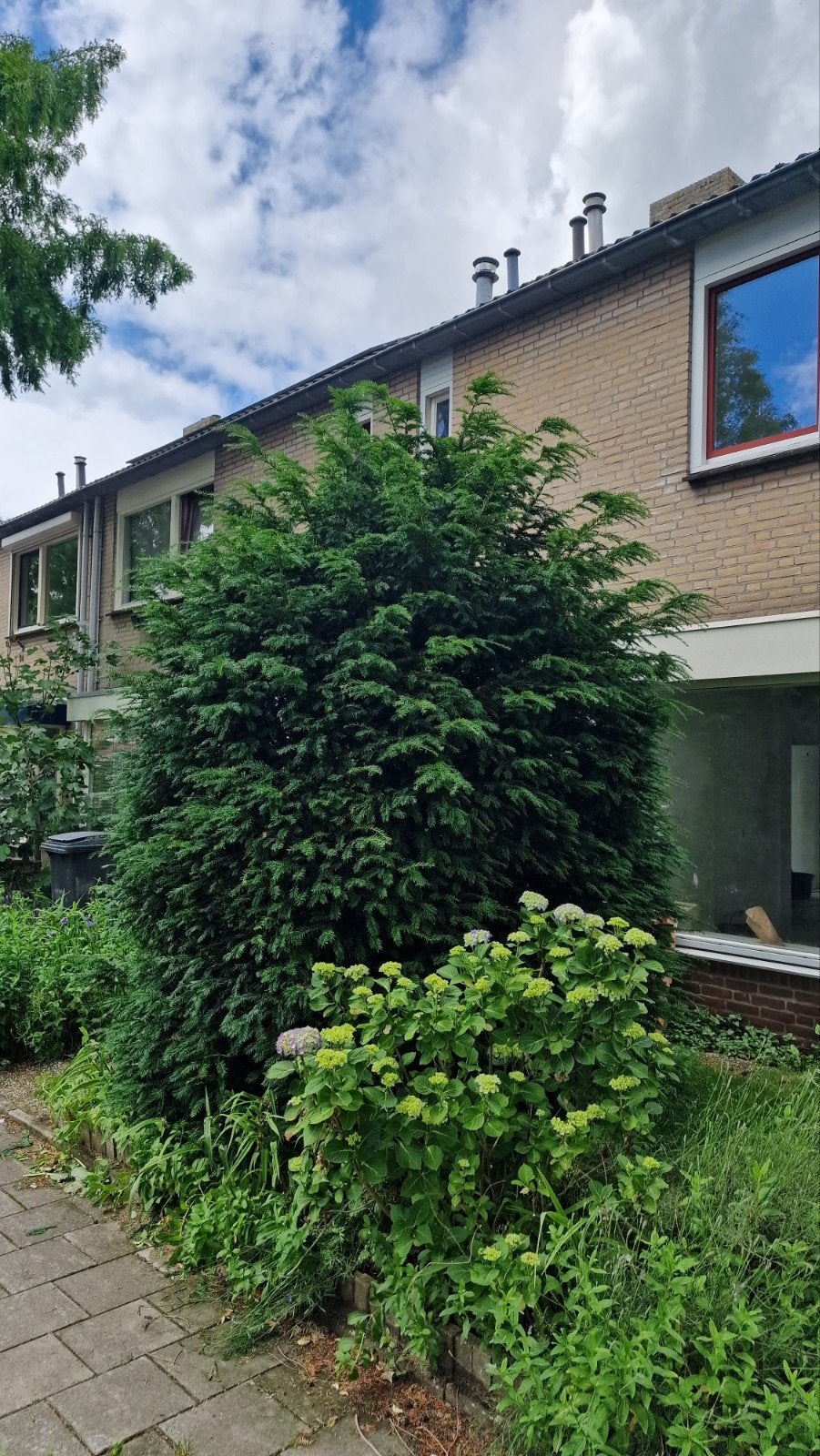 Gratis af te halen: venijnboom taxus baccata, Ophalen, Volle zon, Overige soorten