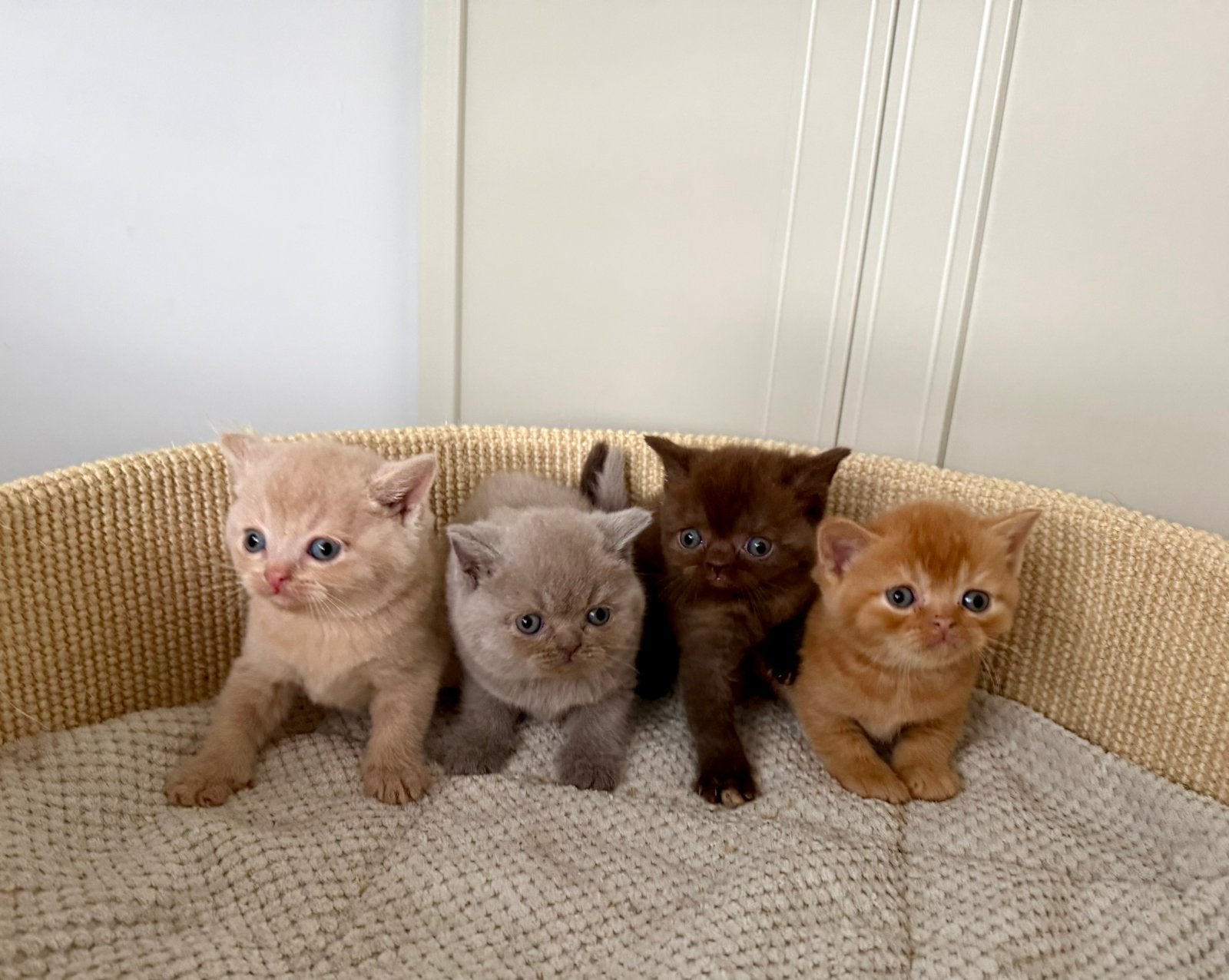 Britse korthaar kittens, Dieren en Toebehoren, Katten en Kittens | Raskatten | Korthaar, Meerdere dieren, Ontwormd, 0 tot 2 jaar