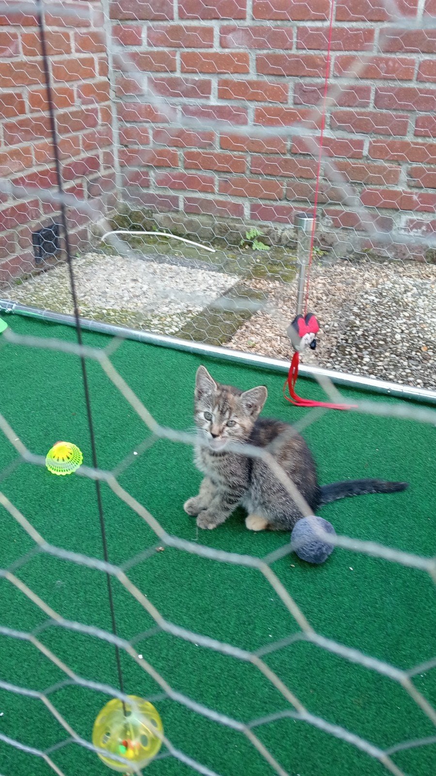 2 super lieve aanhankelijke kittens, Dieren en Toebehoren, Katten en Kittens | Overige Katten, Meerdere dieren, Kortharig, 0 tot 2 jaar