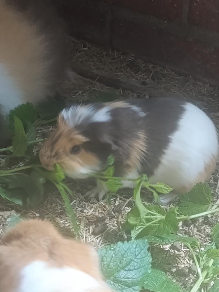 Cavia beertje, Dieren en Toebehoren, Knaagdieren, Mei, Mannelijk, Cavia