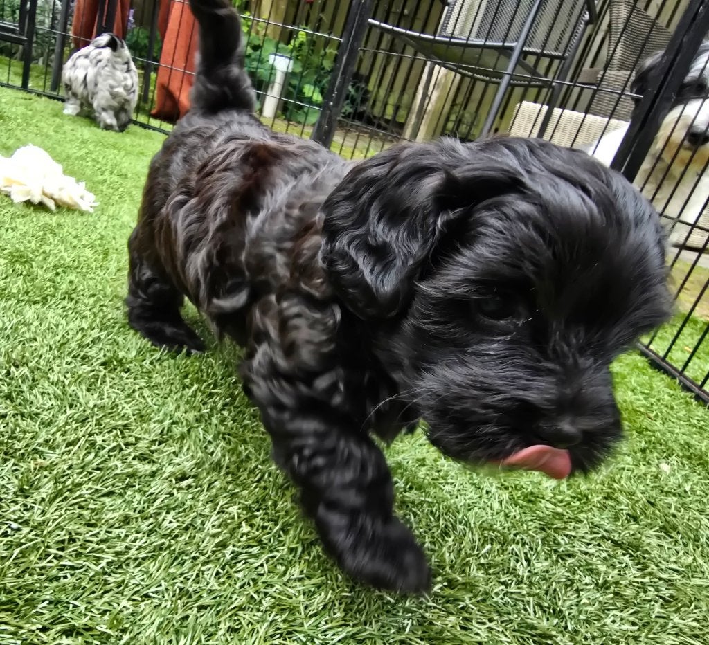 Prachtige pup, Reu, 8 tot 15 weken, Parvo, Eén hond