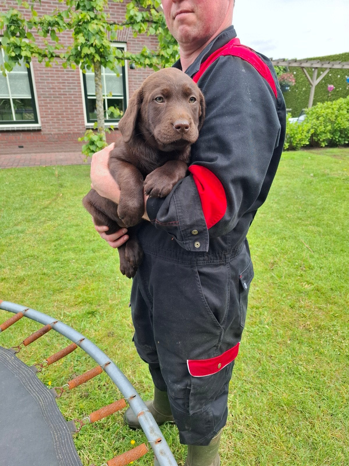 Super lieve, sociale labrador pups., 8 tot 15 weken, Labrador retriever, Parvo, Meerdere