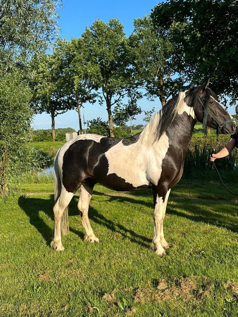 Mooie dekhengst te dekking, Dieren en Toebehoren, Hengst