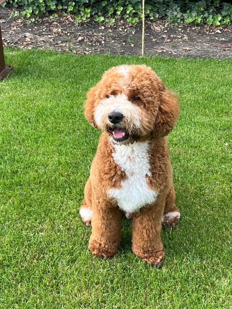 Australian Labradoodle dekreu, Dieren en Toebehoren, Honden | Dekreuen, Reu, Parvo, Eén hond, 3 tot 5 jaar