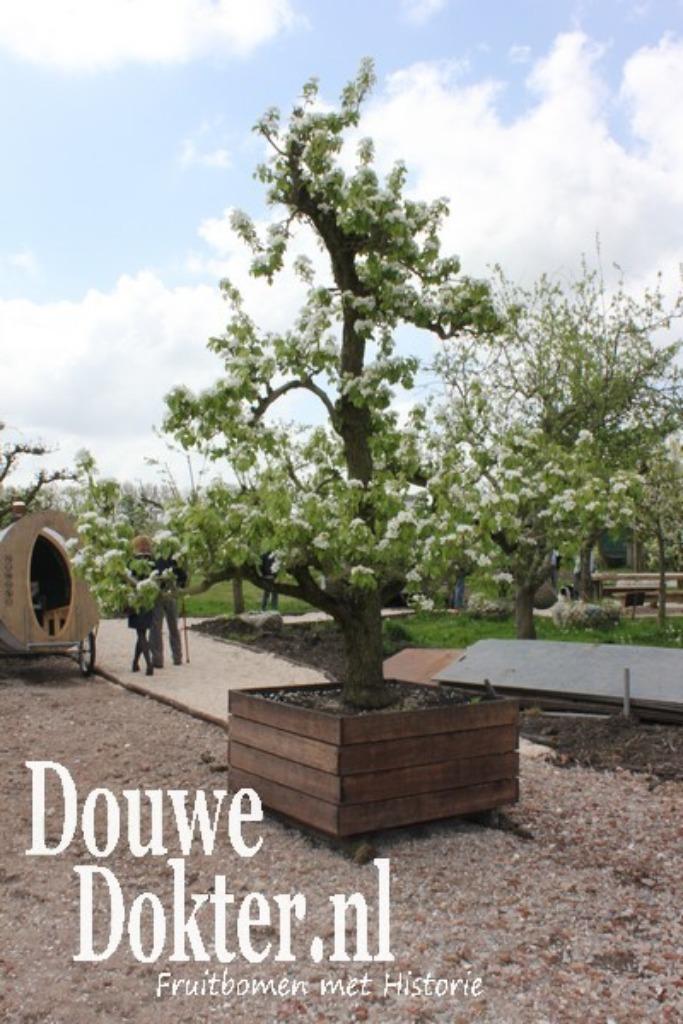 De mooiste oude FRUITBOMEN IN BAK duurzame fruitkisten oa Ap, Ophalen, In pot, Appelboom, Lente