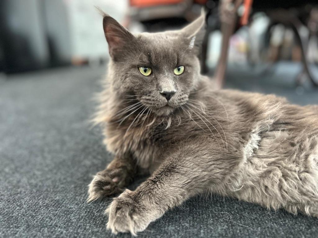 Dekkater Maine Coon Blue smoke met stamboom, 0 tot 2 jaar