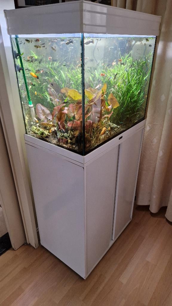 aquarium met veel vissen, Ophalen of Verzenden, Zo goed als nieuw, Gevuld zoetwateraquarium