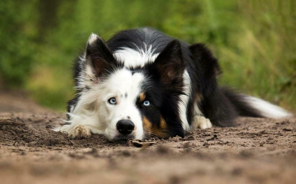 Prachtige tricolor border collie dekreu (volledig getest), Reu, CDV (hondenziekte), 1 tot 2 jaar, Eén hond