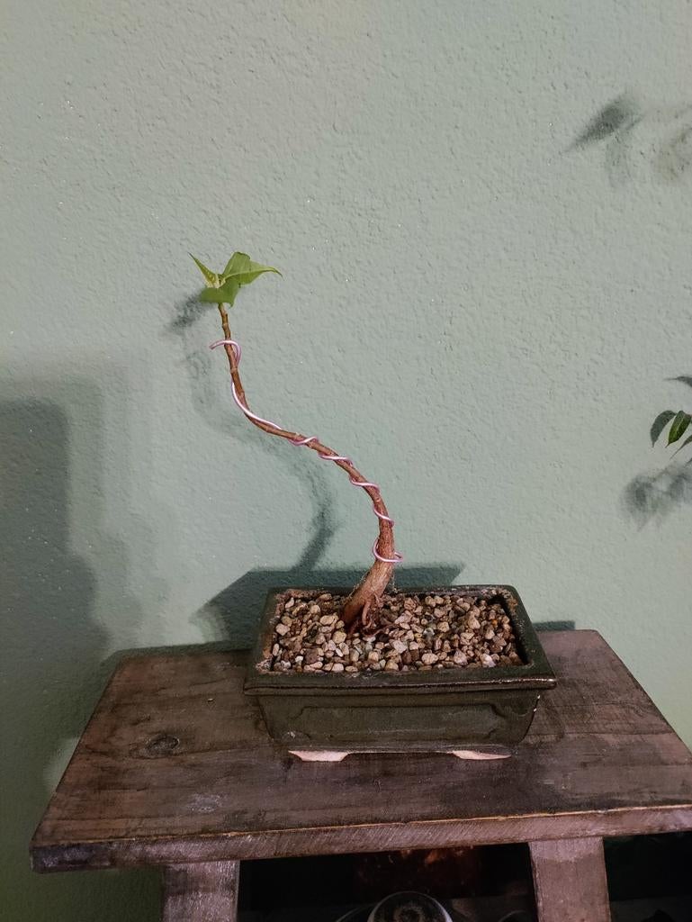 Bodhiboom Ficus Religiosa Bonsai, Bloeit niet, Halfschaduw, Overige soorten, Minder dan 100 cm