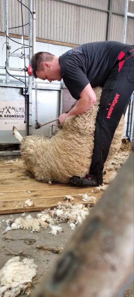 Schapen scheren