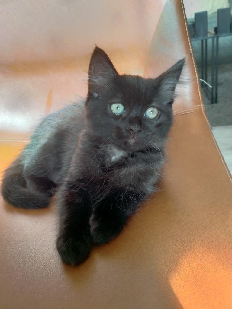 Kittens, Dieren en Toebehoren, Kater, Ontwormd, 0 tot 2 jaar