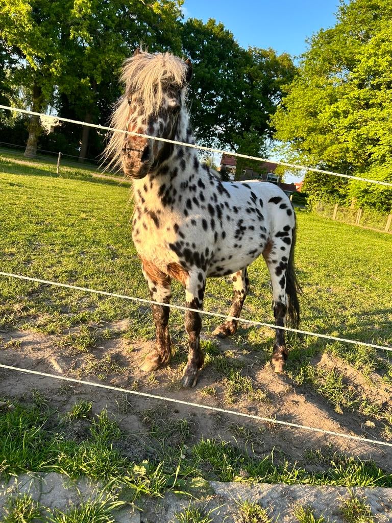 Super knap appaloosa hengstje ter dekking!, Hengst