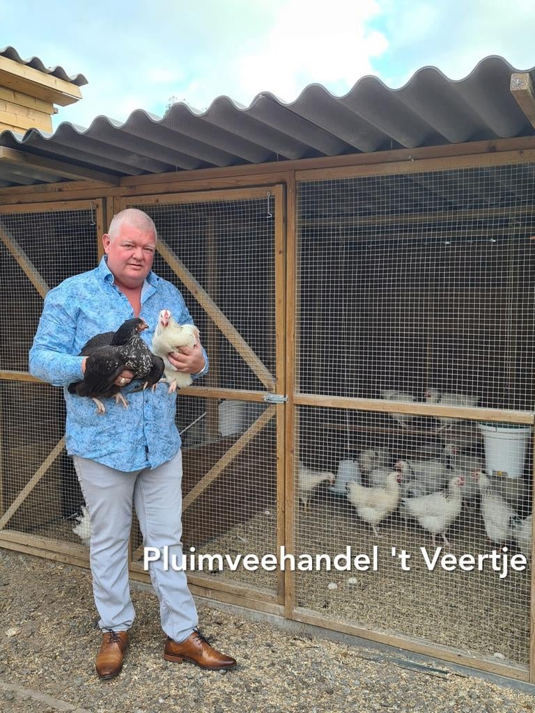 Jonge legkippen leghennen sussex bleu de lande red island, Vrouwelijk, Kip