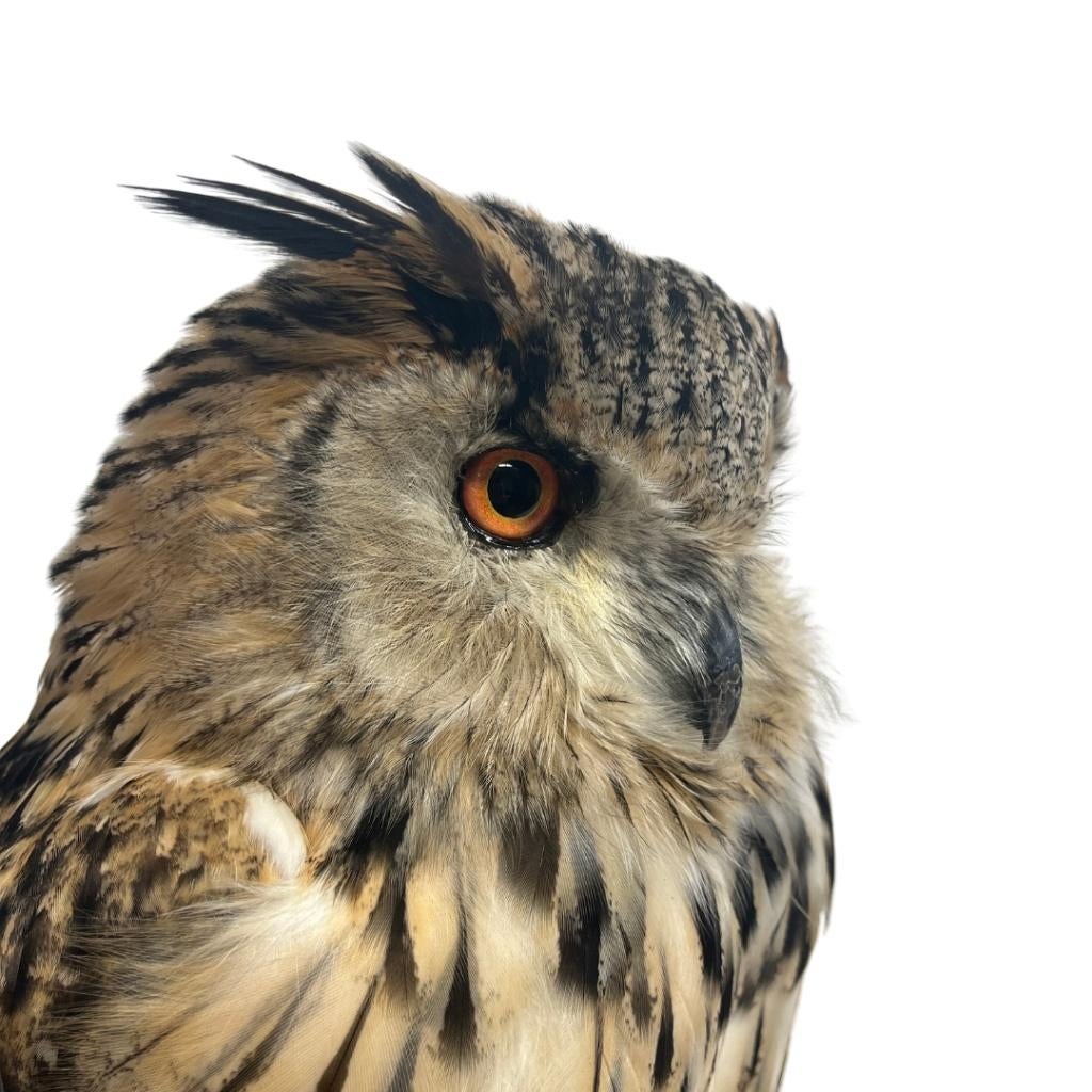 Unieke opgezette dieren vind je bij de Museumwinkel!, Verzamelen, Dierenverzamelingen, Nieuw, Opgezet dier, Overige soorten, Ophalen of Verzenden
