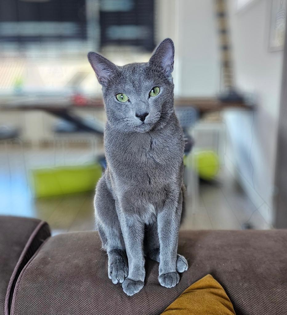 Ervaren Blauwe Rus Dekkater – niet te koop, 0 tot 2 jaar