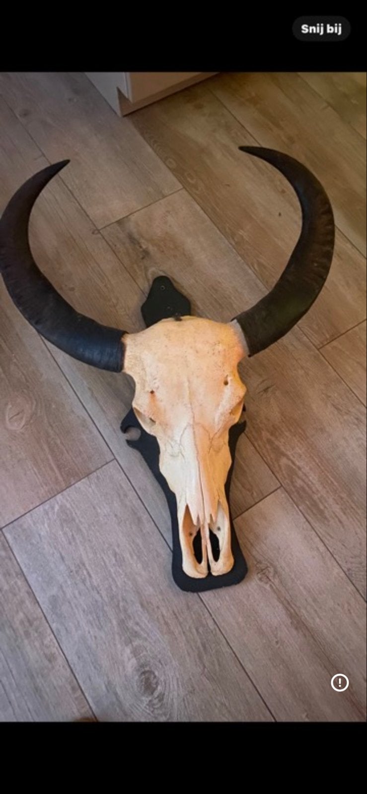 Afrikaanse buffel kop, Ophalen of Verzenden, Zo goed als nieuw