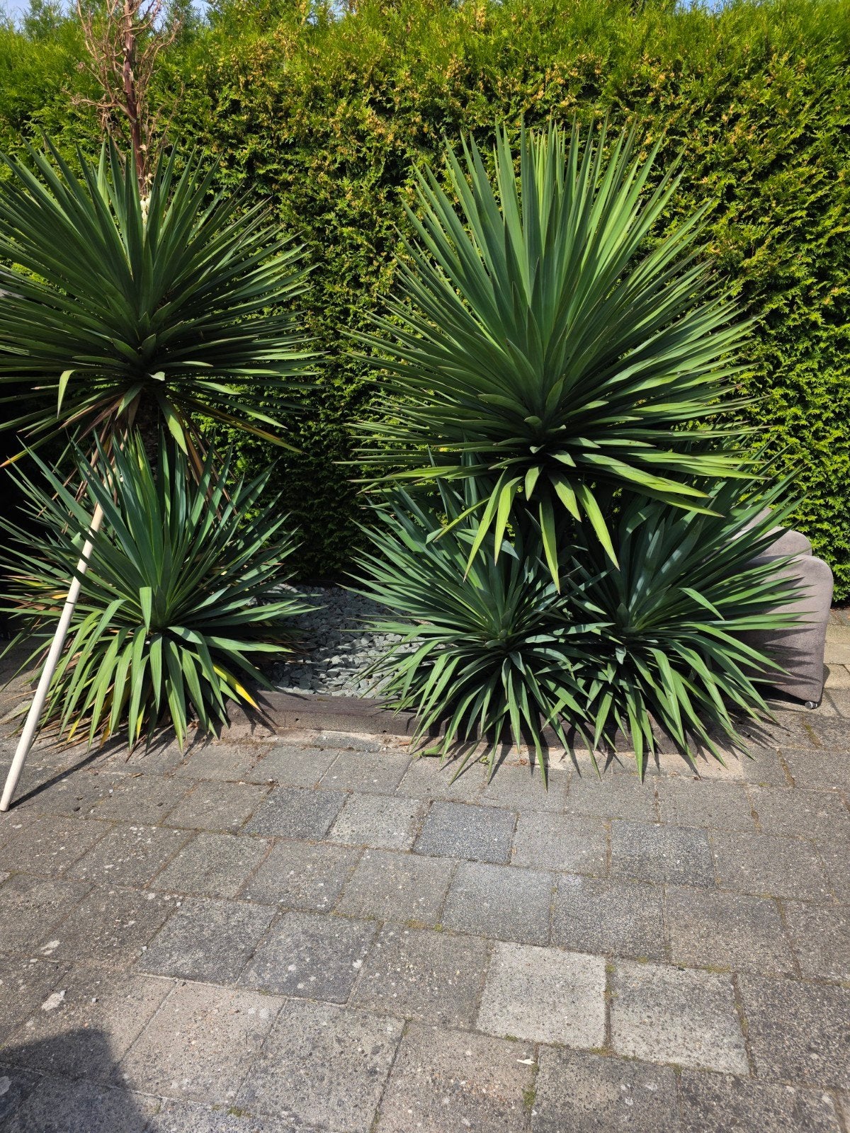 Palmlelie (yucca gloriosa), Volle zon, Vaste plant, Zomer, Ophalen