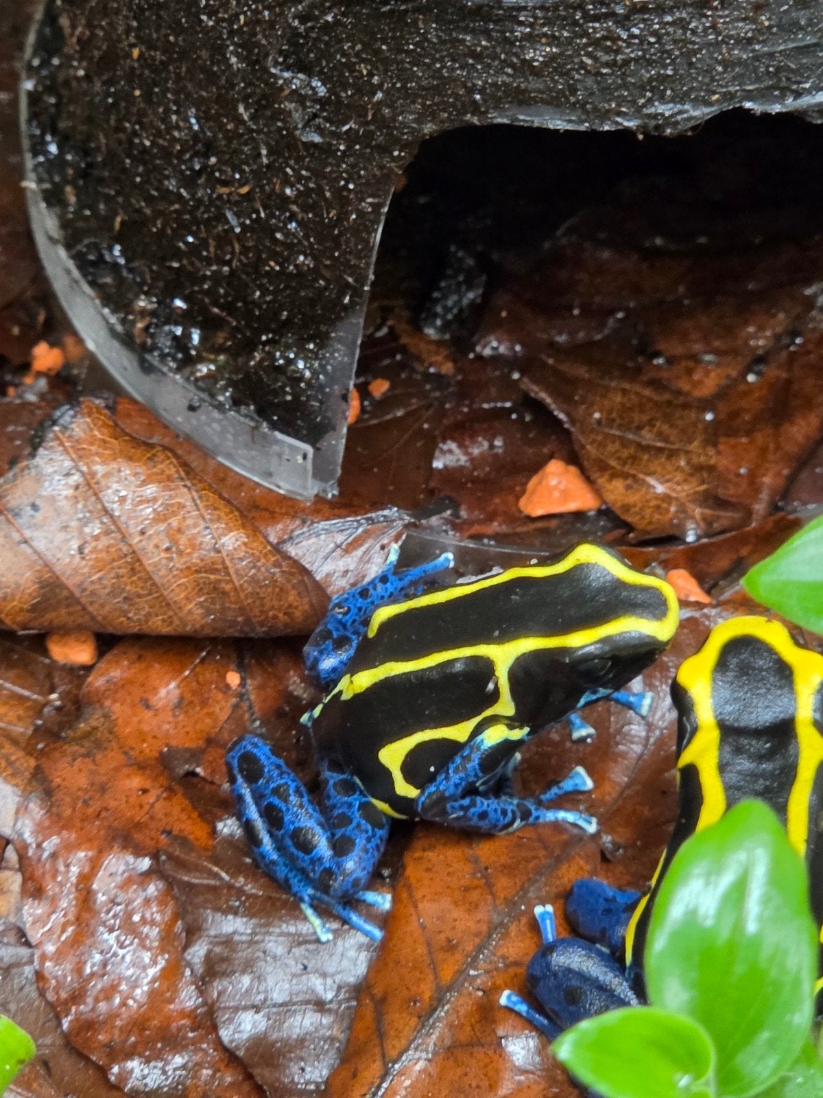 verschillende soorten jonge kikkers Frog - unknown for sale from Rosan