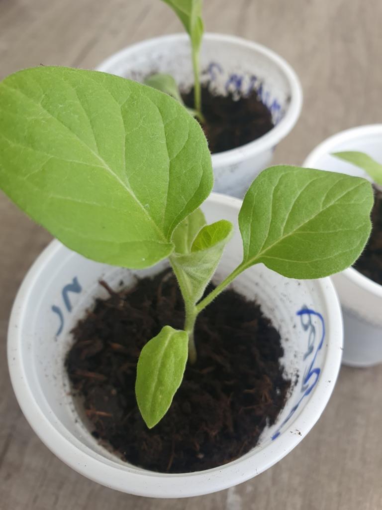 aubergine  plantjes stekjes moestuinplantjes kemer, Ophalen, Eenjarig, Groenteplanten, Volle zon