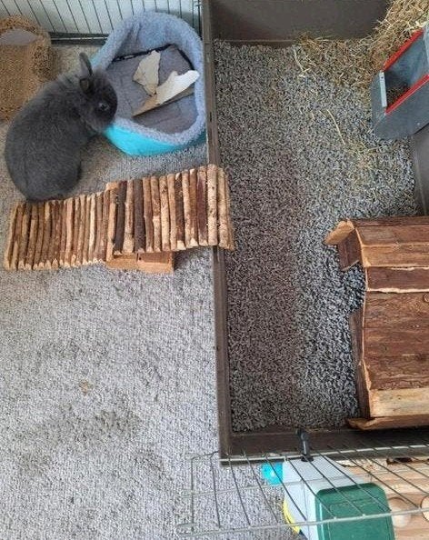 Lief tam konijn (mannetje)  inclusief kooi, Mannelijk, Dwerg