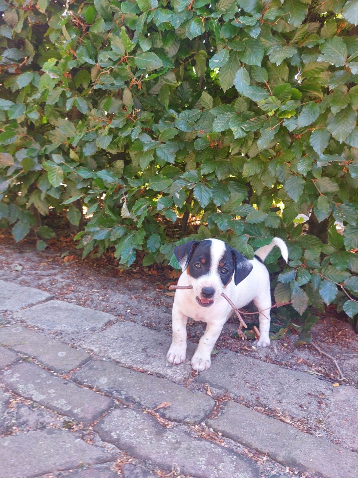Mooie, lieve Jack Russell pups, Parvo, Jack Russell Terriër, 8 tot 15 weken, Meerdere