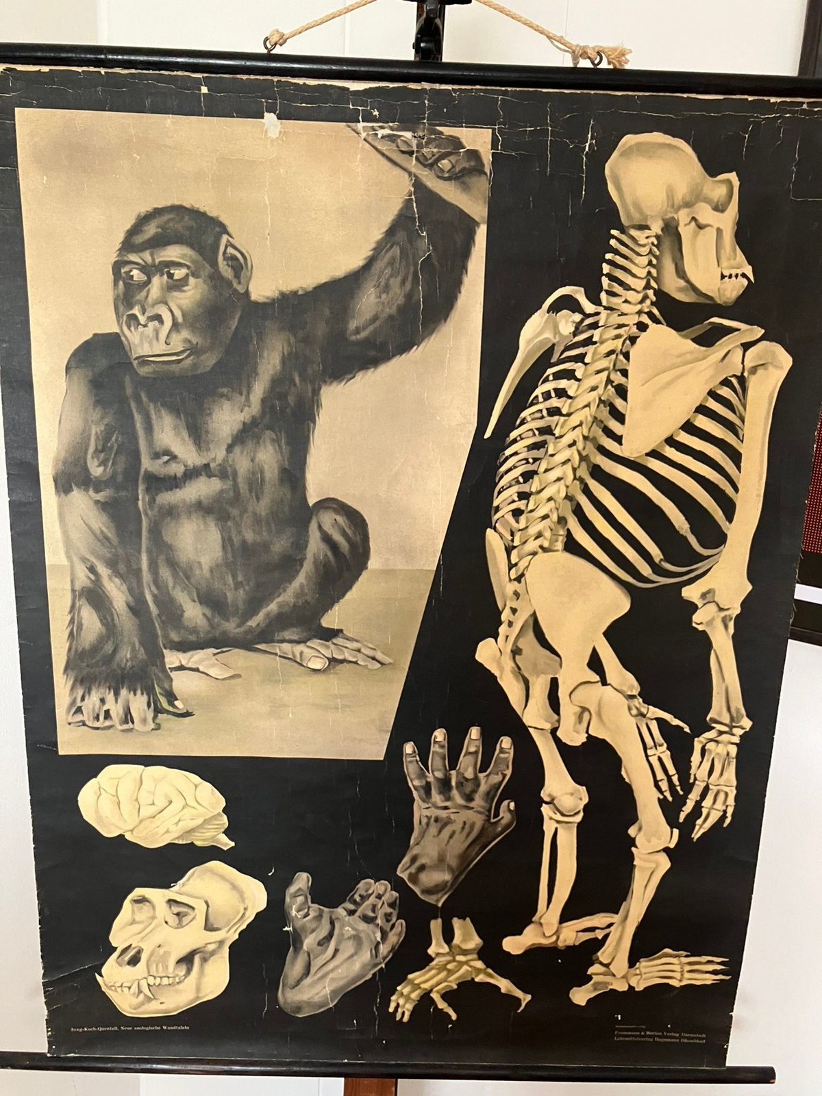 Schoolplaat Gorilla, Antiek en Kunst, Antiek | Schoolplaten, Ophalen of Verzenden, Natuur en Biologie