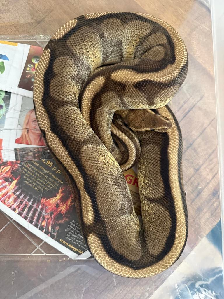 Vrouwelijke Ball python, Koningspython, Python Regius Ball Python - female for sale from Isa