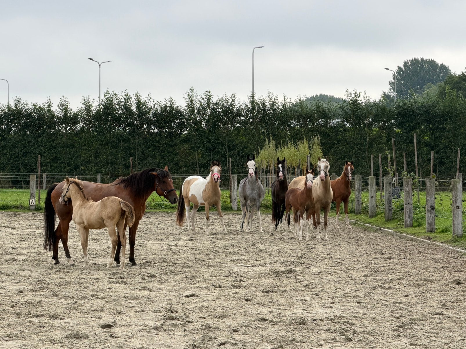 Zwarte volbloed Arabische Merrie, Dieren en Toebehoren, E pony (1.48m - 1.57m), Met stamboom, Dressuurpony, 0 tot 2 jaar