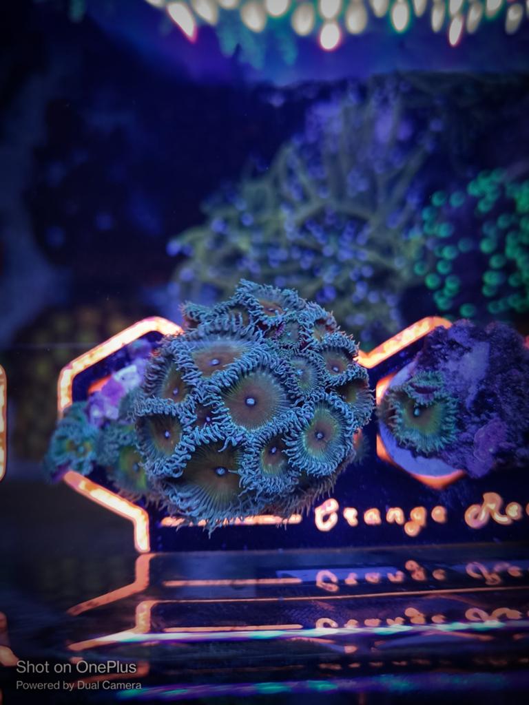 Captain jerks Zoanthids, Dieren en Toebehoren, Vissen | Aquariumvissen, Zoutwatervis