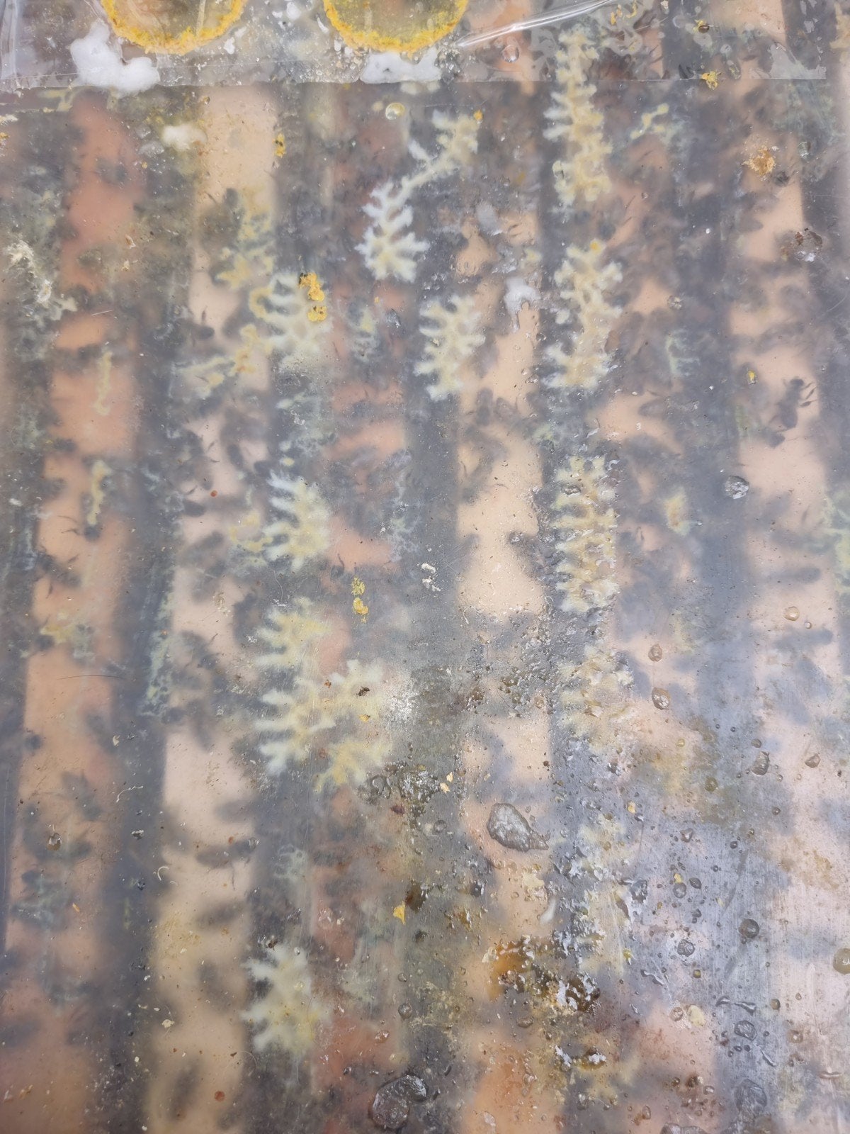 Carnica bijen, Dieren en Toebehoren, Bijen