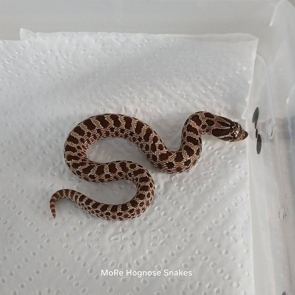 Heterodon nasicus 66% het pistachio/ artic 66% het pistachio, Slang, 0 tot 2 jaar