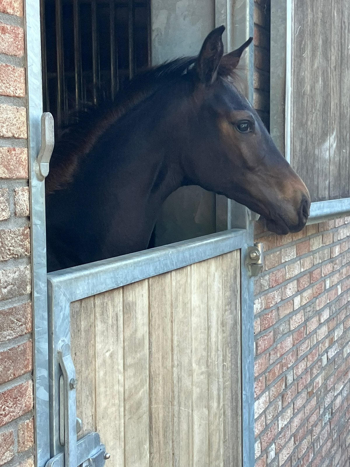 Merrieveulen uit top stam, Merrie, Minder dan 160 cm, Dressuurpaard, 0 tot 2 jaar