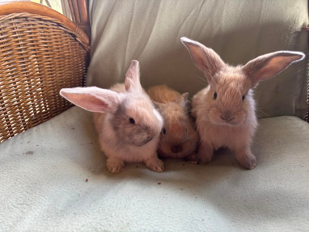 Drie franse hangoor/ duitse reus siamees sable, Dieren en Toebehoren, Konijnen, Meerdere dieren, Groot, Hangoor, 0 tot 2 jaar