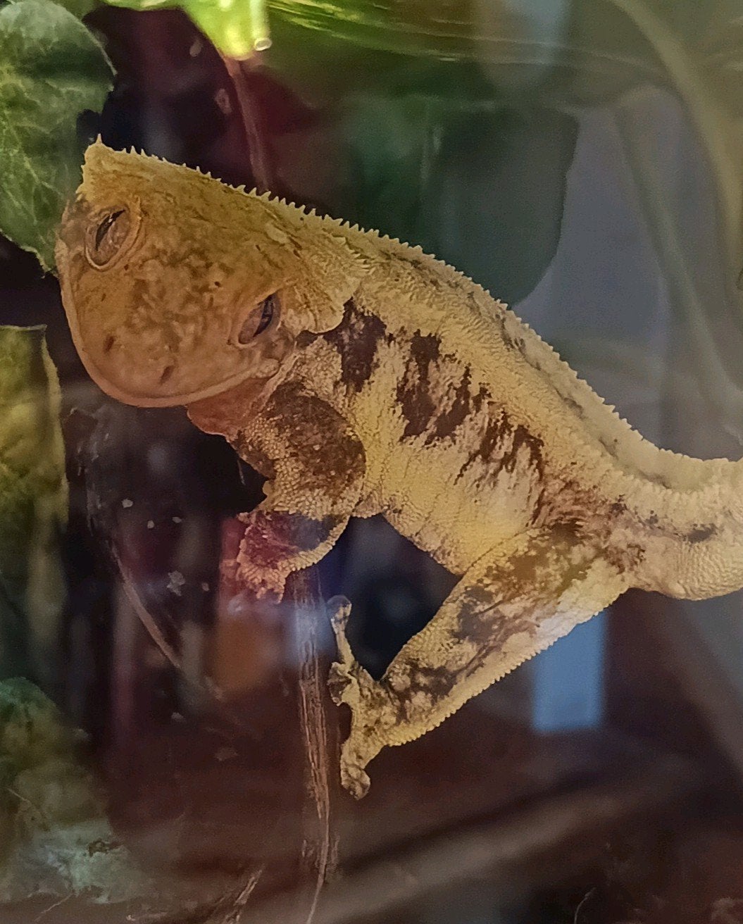 Wimpergekko man Lilly White Crested Gecko photo 2