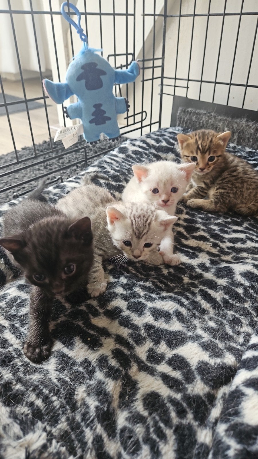 Bengaalse kittens, Meerdere dieren, Ontwormd