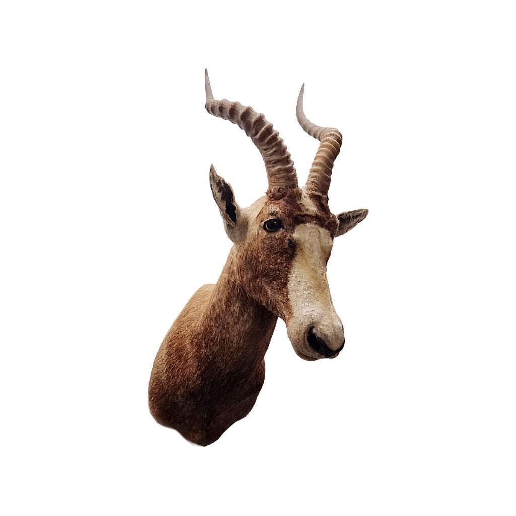 Opgezette Afrikaanse blesbok antilope, Verzamelen, Dierenverzamelingen, Ophalen, Gebruikt, Wild dier, Opgezet dier