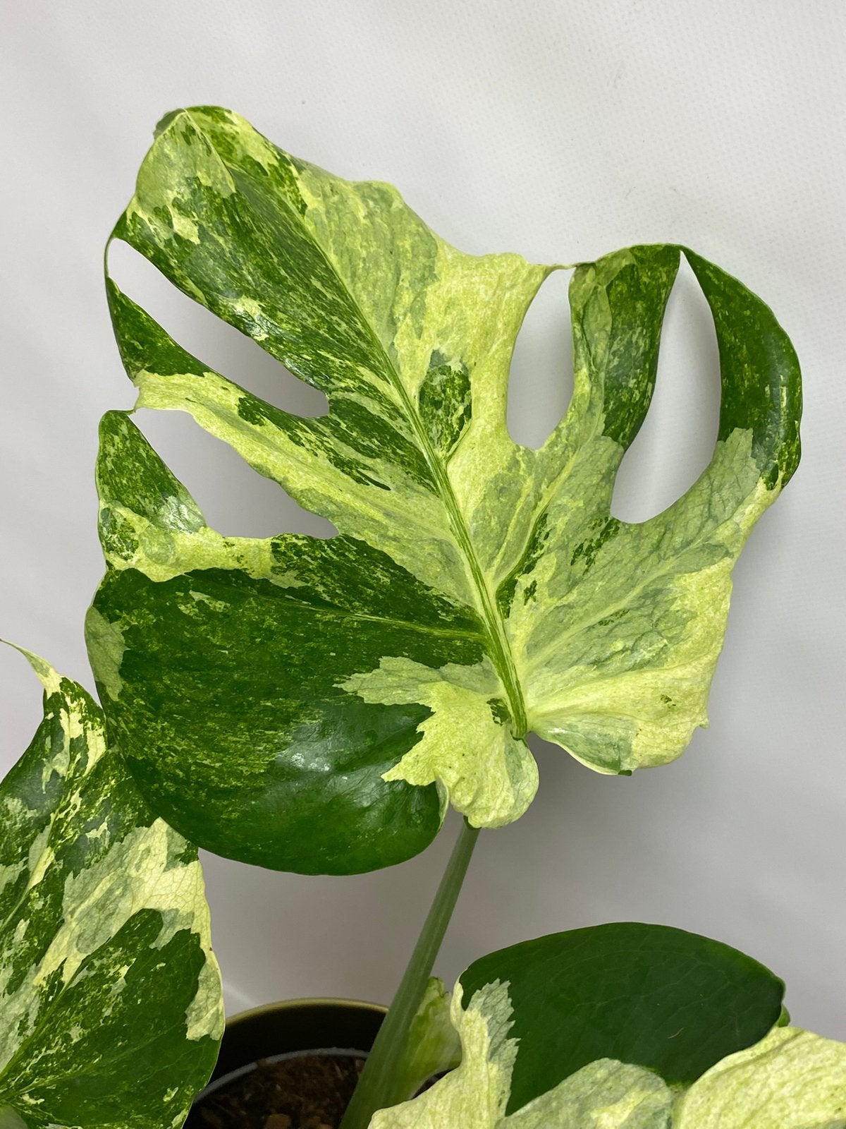 Monstera Oceana Mint Variegata, Ophalen of Verzenden, Halfschaduw, Minder dan 100 cm