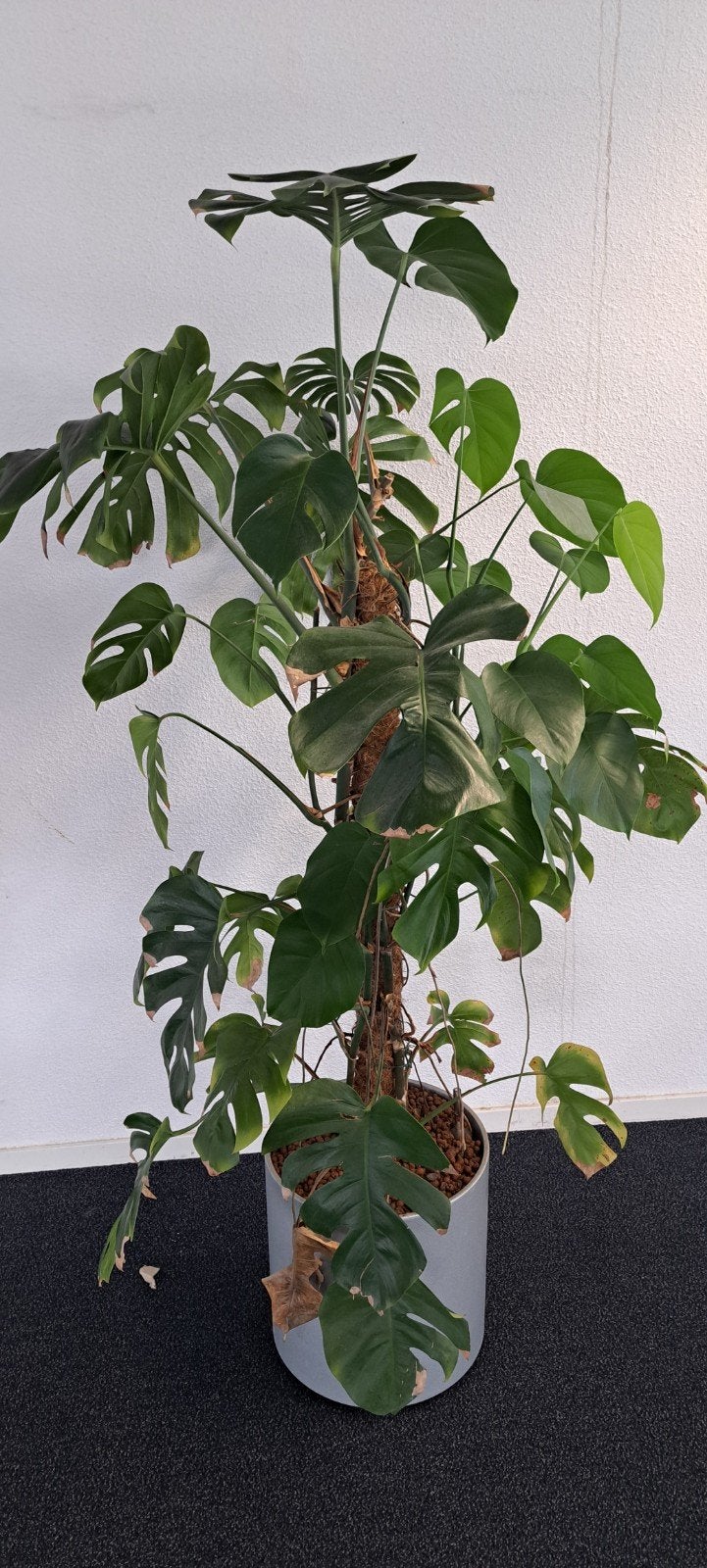Grote Monstera Deliciosa Hydrocultuur - ca. 180 cm hoog, Ophalen, Overige soorten, In pot, 150 tot 200 cm