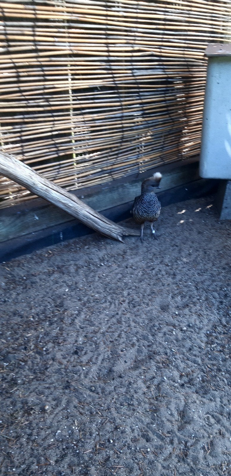 blauwschub hen gezocht, Vrouwelijk