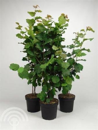 STRUIK Corylus avellana Gewone hazelaar hazelnoot voedselbos, Overige soorten, Vaste plant, Verzenden, Halfschaduw