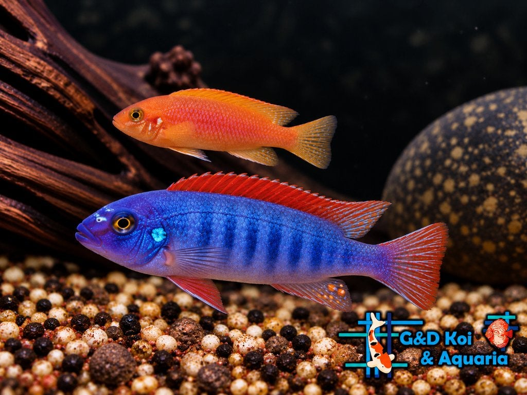 Malawi cichlide, kleurige vissen, grote keus  Malawicichlide, Vis, Zoetwatervis