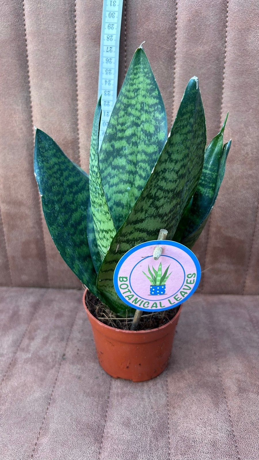 Sansevieria (Vrouwentong) - Makkelijke Kamerplant, Overige soorten, In pot, Minder dan 100 cm, Groene kamerplant