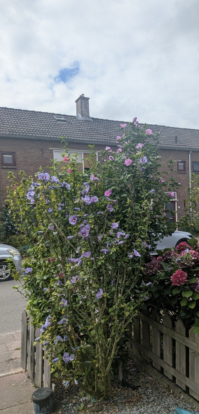 Hibiscus syriacus, Tuin en Terras, Planten | Struiken en Hagen, Ophalen, Overige soorten, Struik, 100 tot 250 cm