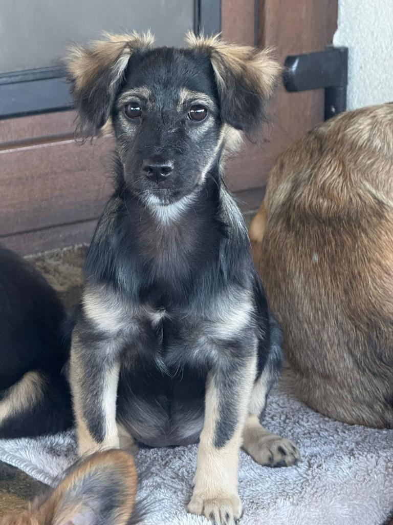 Pups zoeken een thuis, asielhondjes reu en teef, Particulier, 15 weken tot 1 jaar, Overige rassen, Buitenland