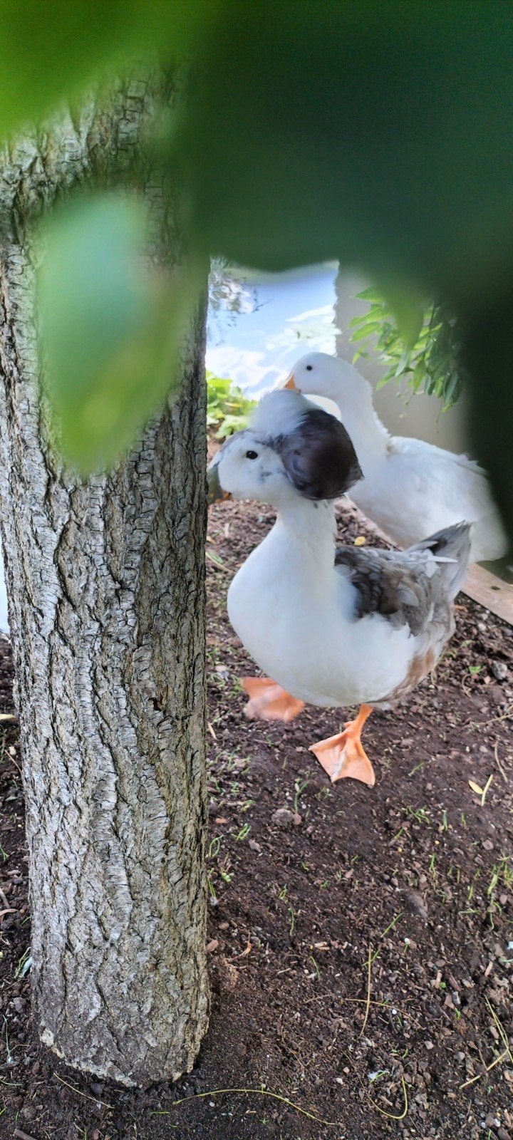 Eenden kuif, Dieren en Toebehoren, Pluimvee, Meerdere dieren, Eend