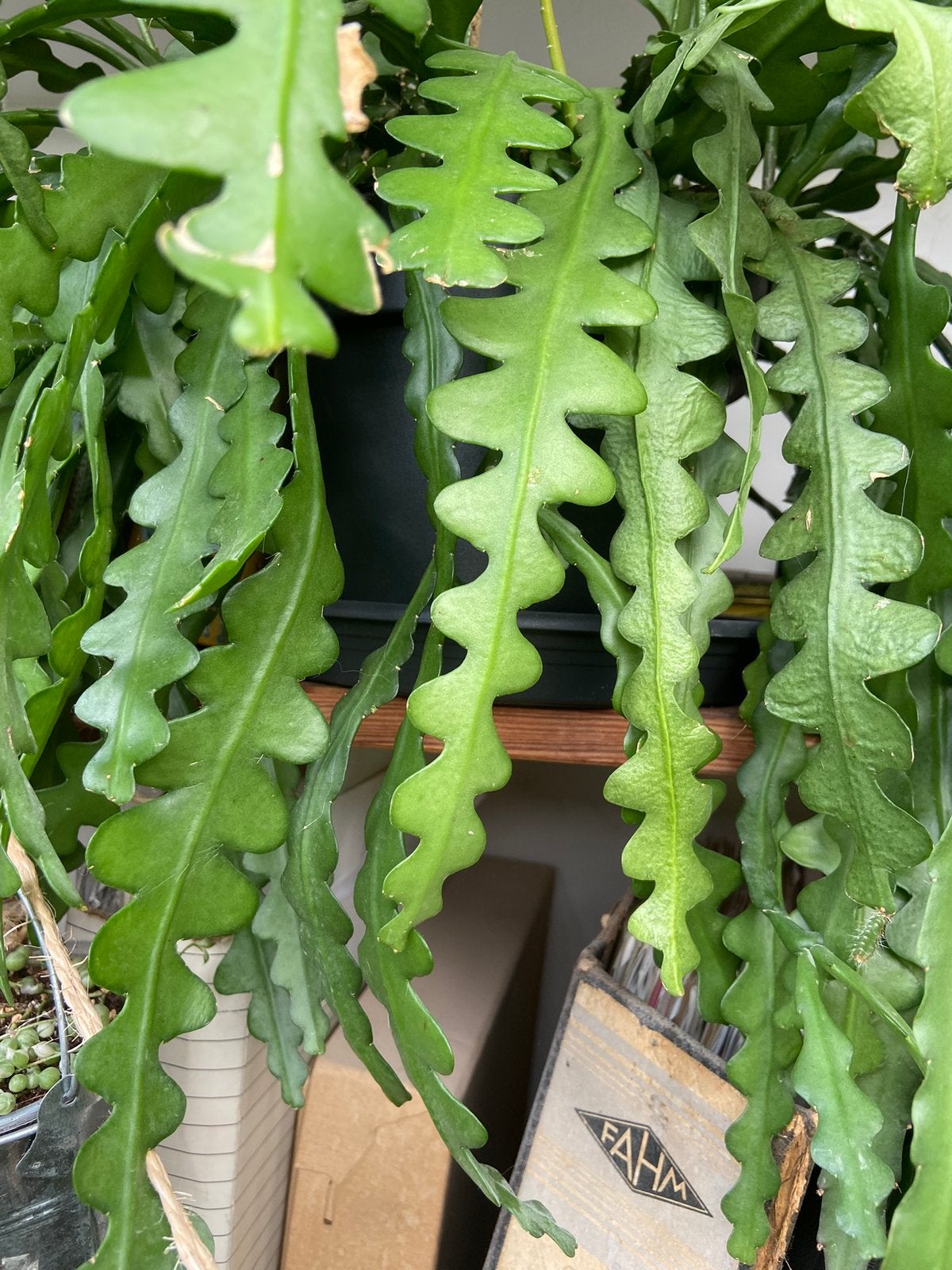 Zaagcactus stekjes, Ophalen of Verzenden, Overige soorten, Volle zon