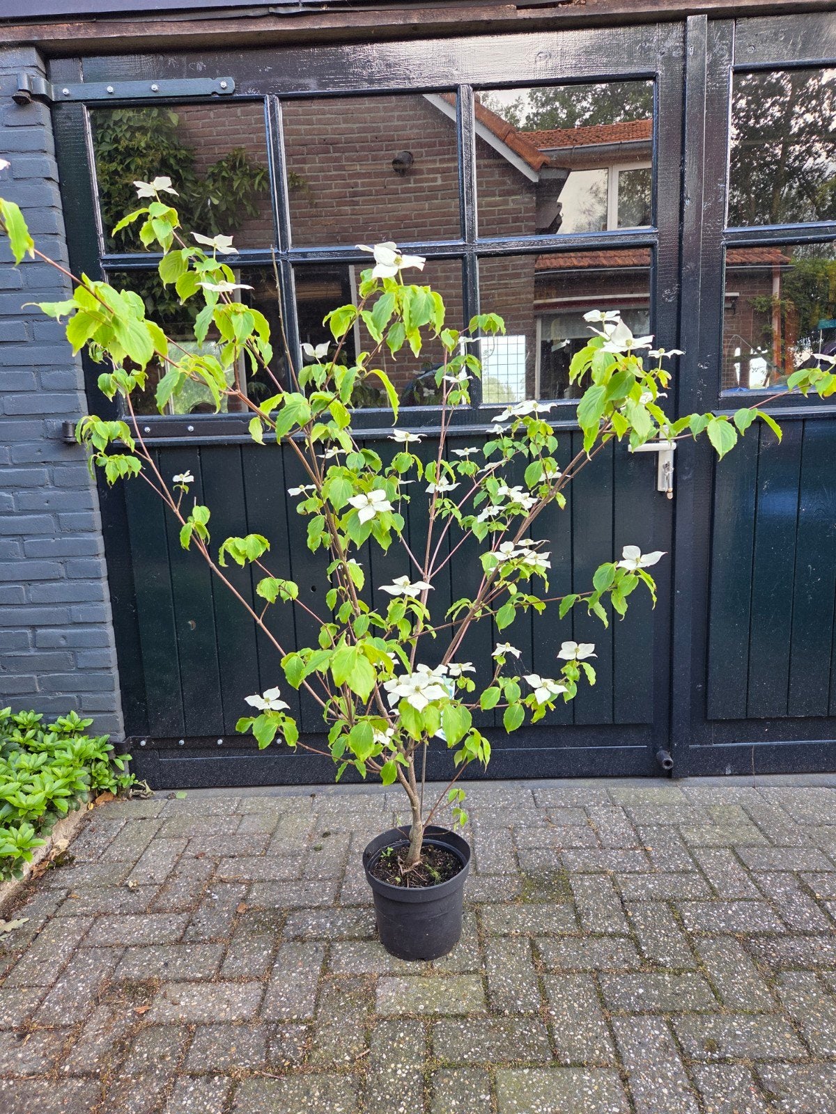 Cornus kousa wieting's select heester struik, Tuin en Terras, Planten | Struiken en Hagen, Ophalen, Overige soorten, Struik, 100 tot 250 cm