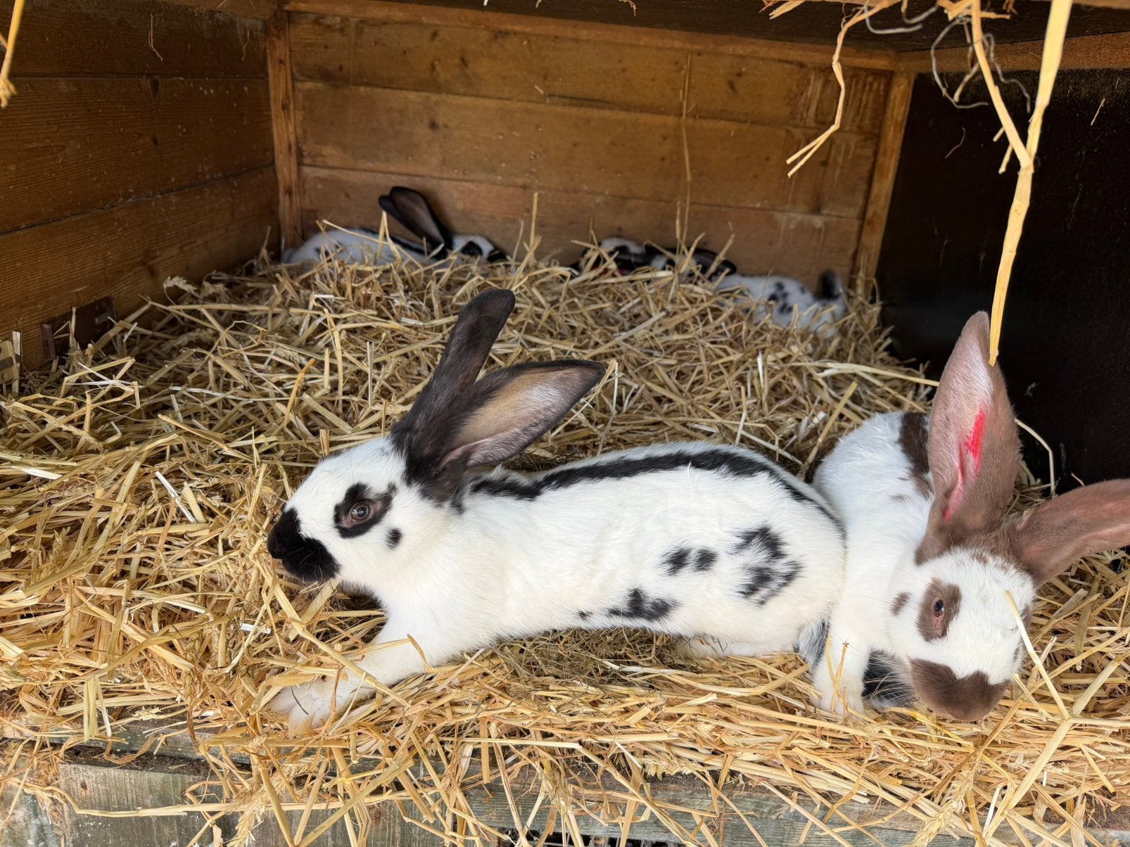 Groot Lotharingers, Dieren en Toebehoren, Konijnen, Meerdere dieren, Groot