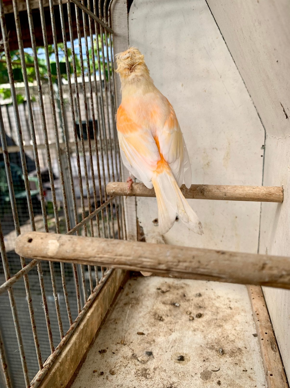 Kanarie man te koop 2026, Dieren en Toebehoren, Vogels | Kanaries, Mannelijk, Kleurkanarie